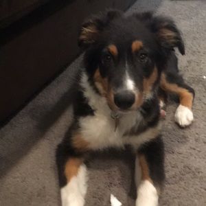 Meet your Posher, Spencer